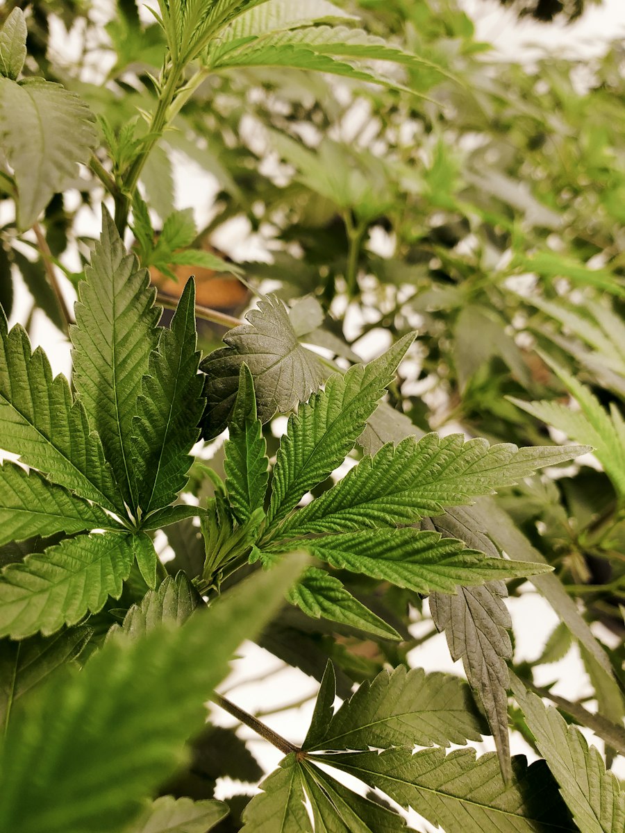 e-liquid